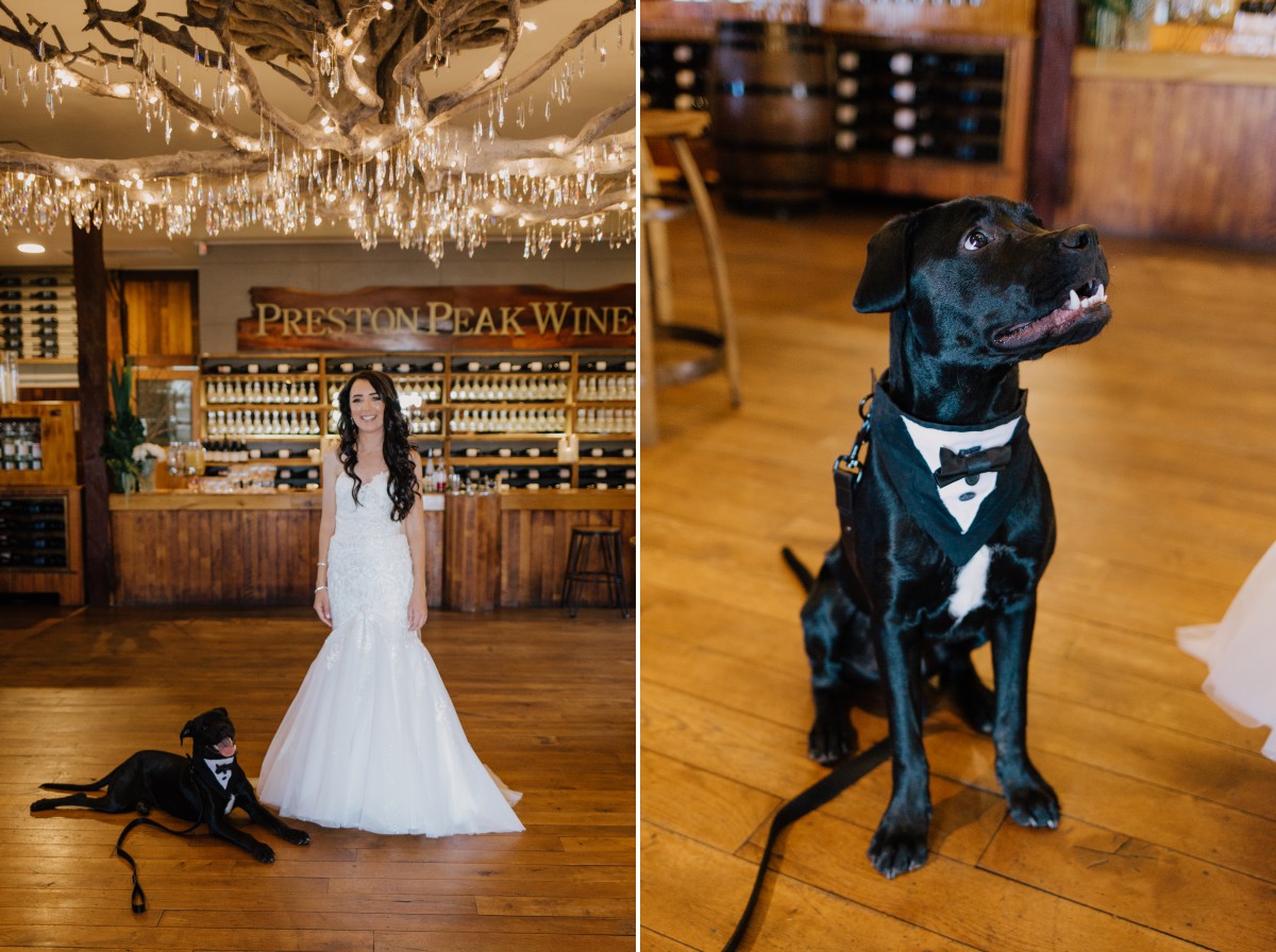 Bride and her dog at wedding