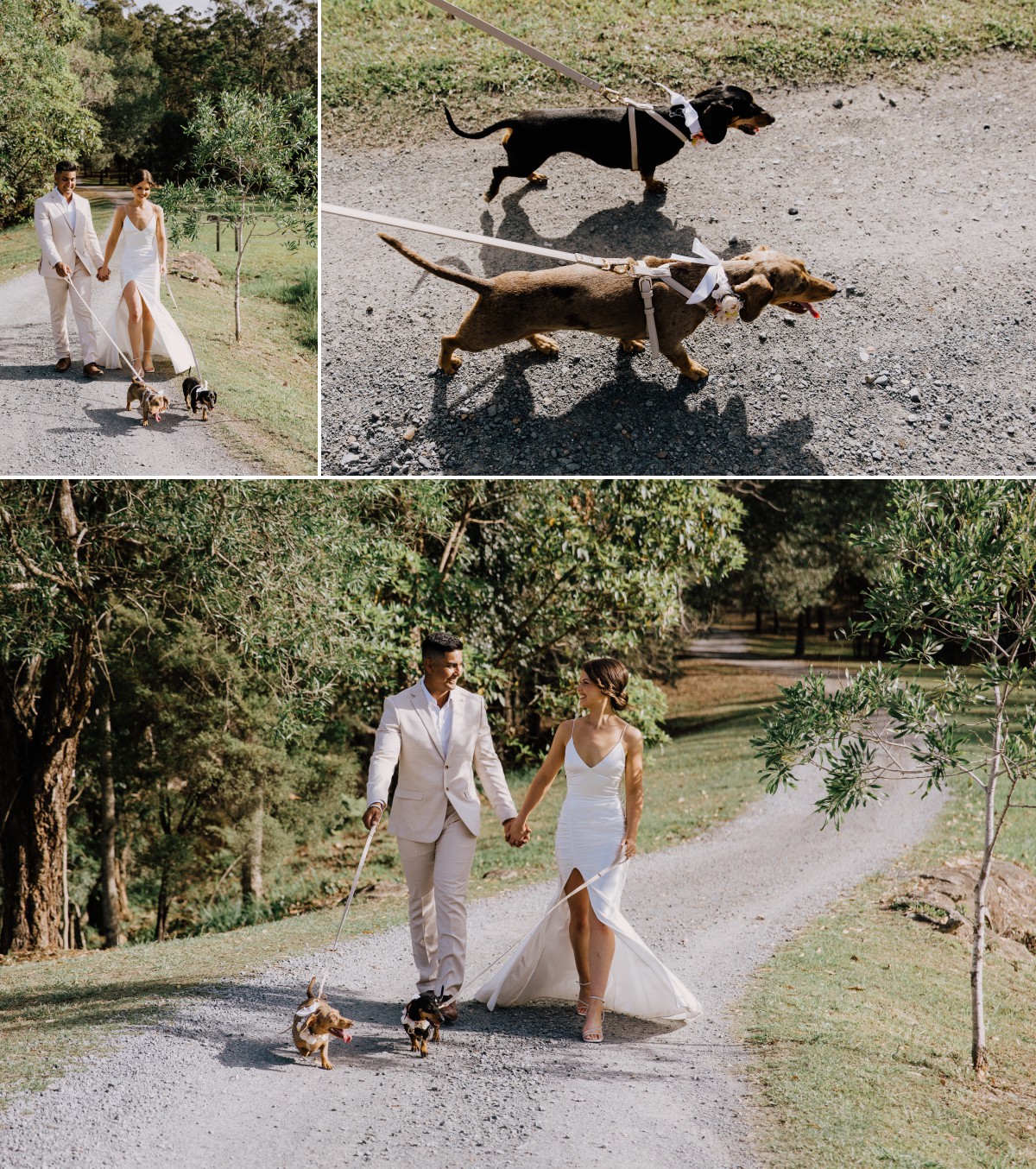 Bride and Groom wedding photos with their dogs